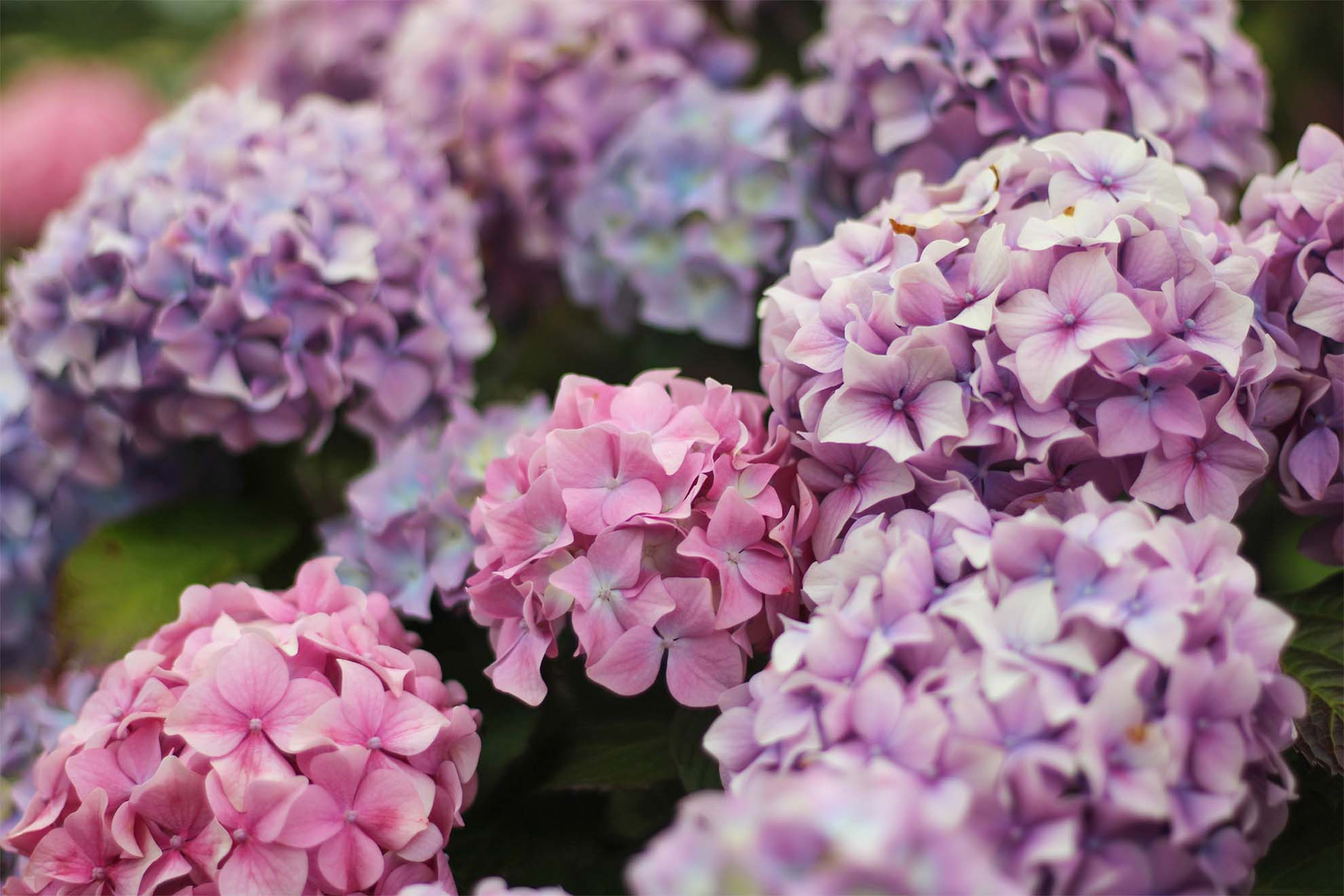 purple flowers